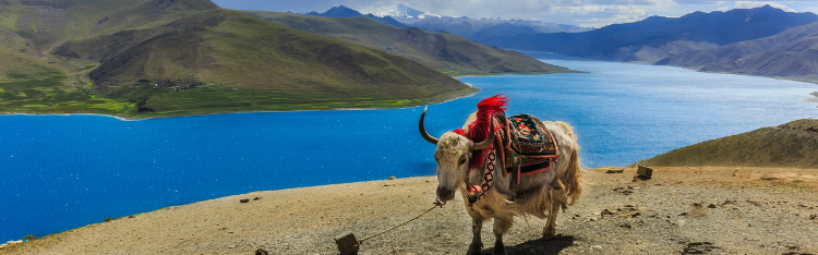 5-Day Lhasa Classics and Lake Yamdrok Tour