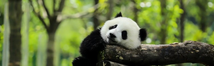 2-Week China Essence and Panda Tour