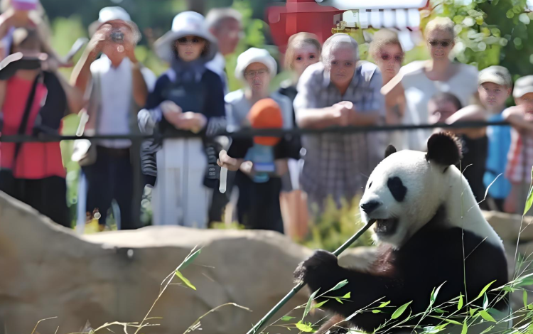 4-Day Wolong In-Depth Panda Tour