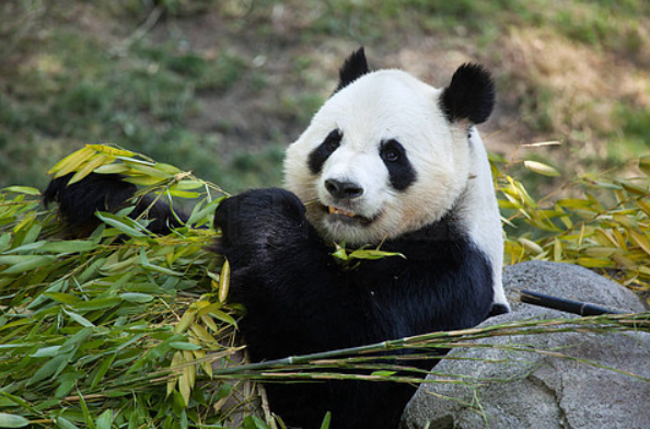 One-Day Dujiangyan Panda Volunteer Program Tour