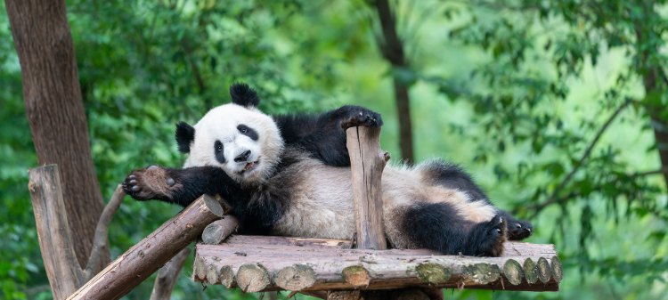 12-Day Beijing, Xi'an, Chengdu, Guilin, and Shanghai